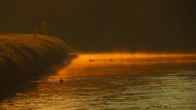 Diemel im Morgenlicht. Auf dem Wasser schwimmen Enten und liegt leichter Dunst 