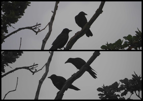 Zwei Bilder übereinander:
Oben zwei Krähen auf einem Ast, welche nach rechts gucken.
Unten  die selben Krähen  die nach links gucken.