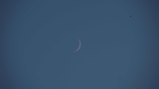 Mondsichel vor blauem Himmel in der rechten oberen Ecke ist klein eine Schwalbe im Flug zu sehen