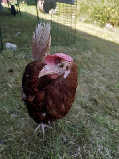 Ein Huhn mit blassem federlosen Gesicht tapst durch den Garten und kommt auf die Kamera zu 