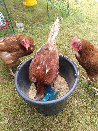 Drei Hühner. Eines sitzt in einem Eimer 
