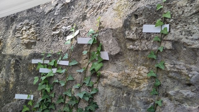 Efeuranken an einer Mauer.

8 sind mit namenskärtchen versehen.

Sie befinden sich in unterschiedlichen Höhen