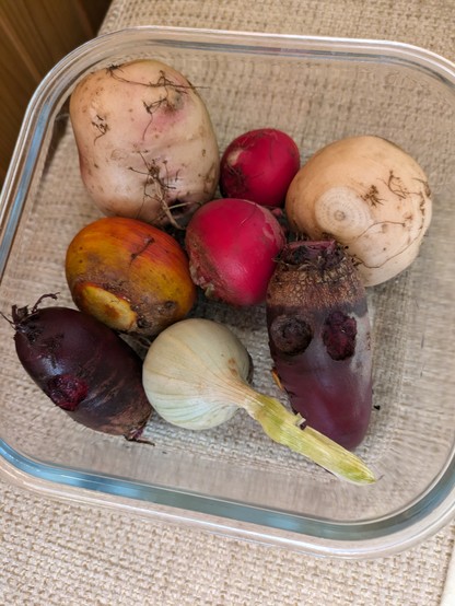Eine Glasschale mit roten, gelben und weißen
Beten und einer weißen Zwiebel. Ein Teil des Gemüses ist deutlich von Schneckenfraß gezeichnet.