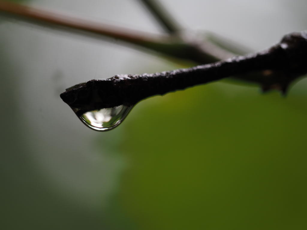 Regentropfen am Ende eines kleinen Zweiges