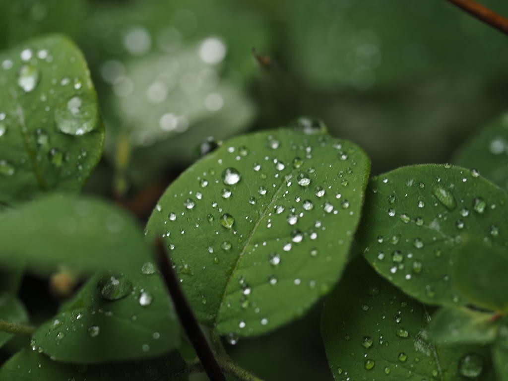 mehrere kleine Regentropfen auf einem grünen Blatt