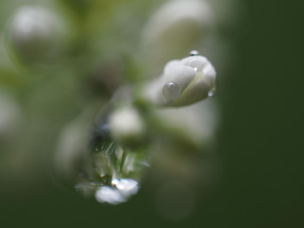 Regentropfen auf einer weißen Blüte