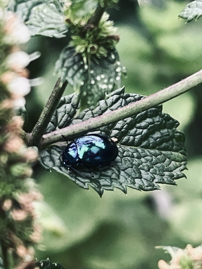 Ein schillernder Käfer auf dem Blatt einer Minue