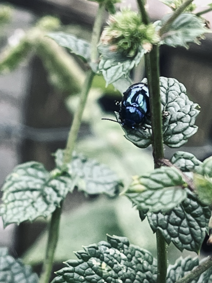 Ein schillernder Käfer auf dem Blatt einer Minue