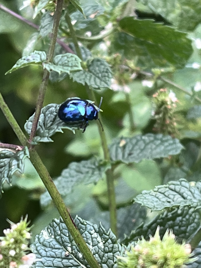 Ein schillernder Käfer auf dem Blatt einer Minue
