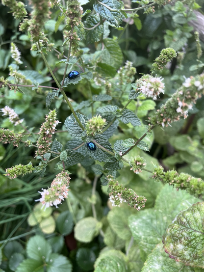 Minzpflanze mit Blüten, zwei schillernde Käfer jeweils auf einem anderen Blatt