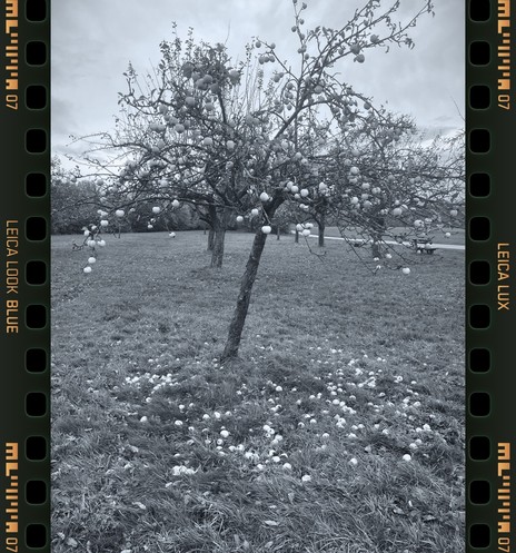 Aufnahme eiens blattlosen Apfelbaumes, an welchem noch Äpfel hängen; im Gras gefallene Äpfel; dekorgerahmt von Transportlöchern des Films